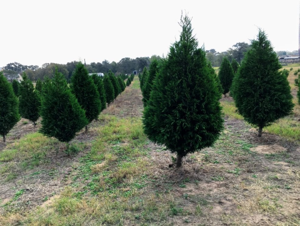 Elgin Christmas Tree farm