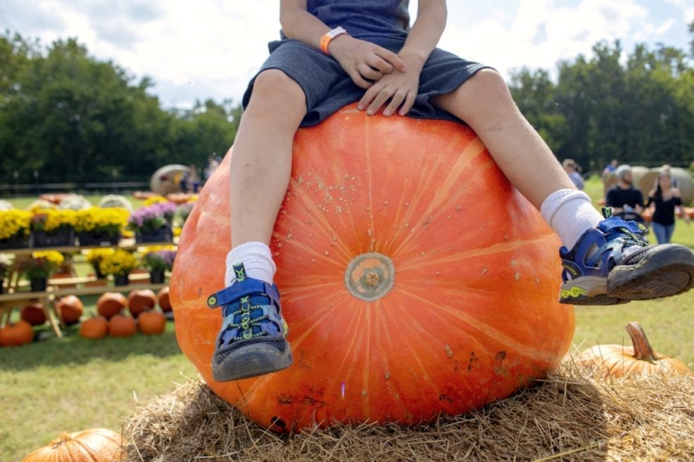 Barton Hills Pumpkin Patch. Bastrop, TX