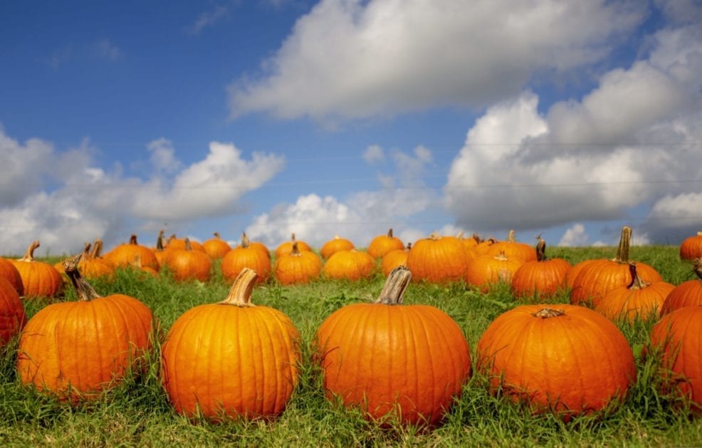 barton hills pumpkin patch