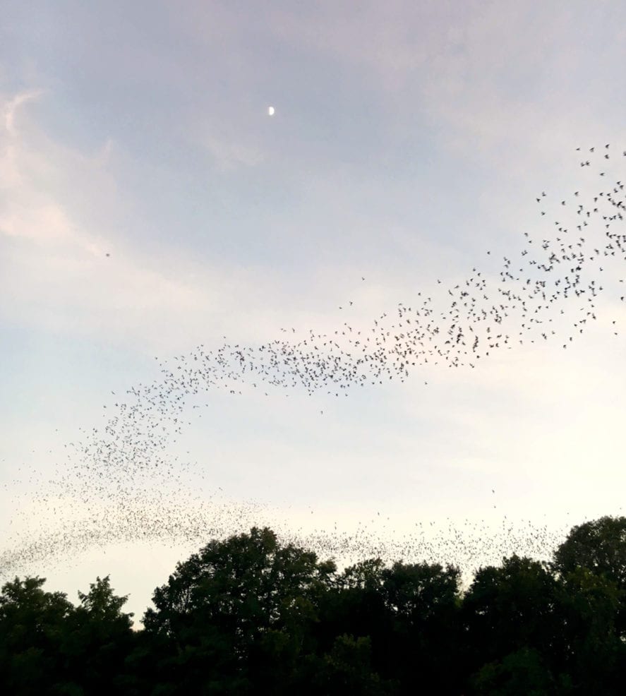 Bats over Lady Bird Lake