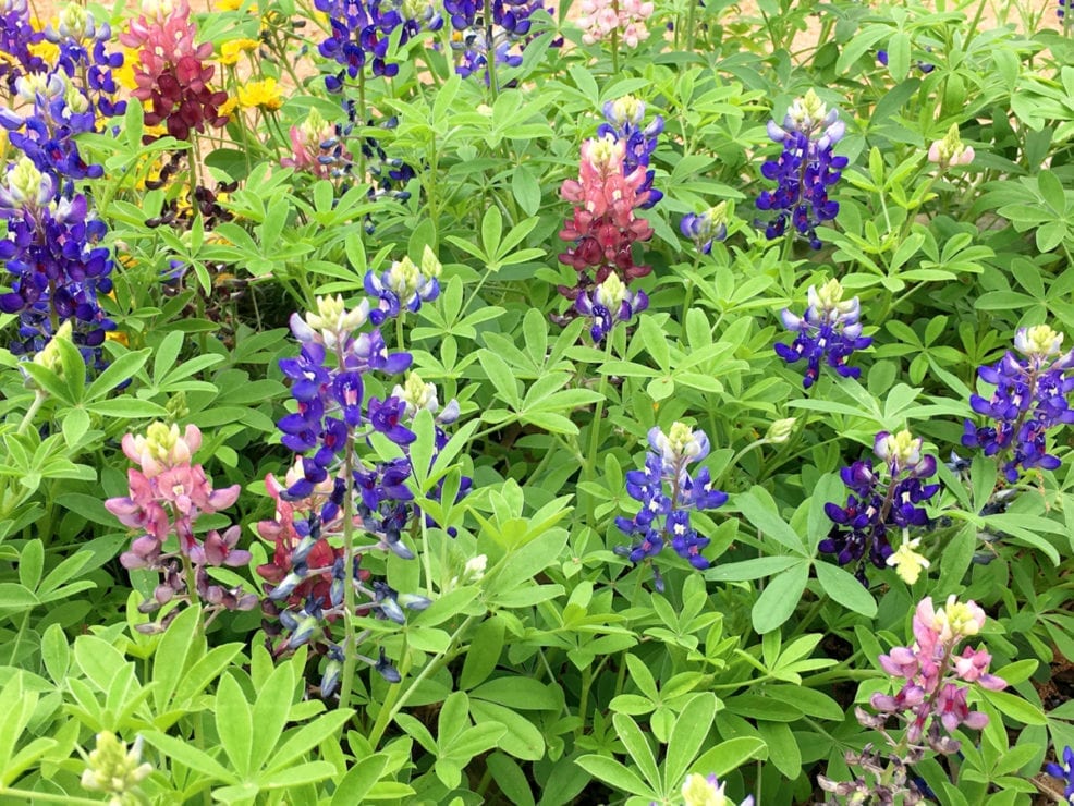 bluebonnets