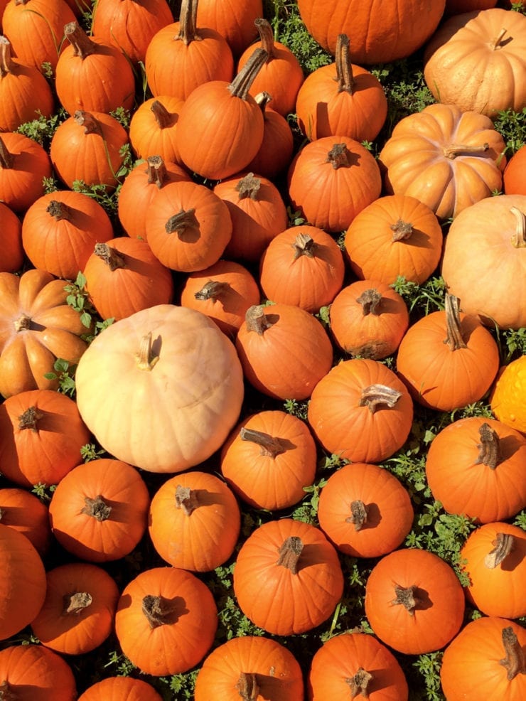 Pumpkin Patch at Barton Hills Farm