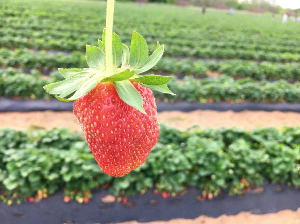 Sweet Berry Farm strawberry, Marble Falls, Texas