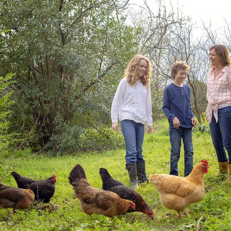 Spring Chickens & Bluebonnets – Family Portrait Session