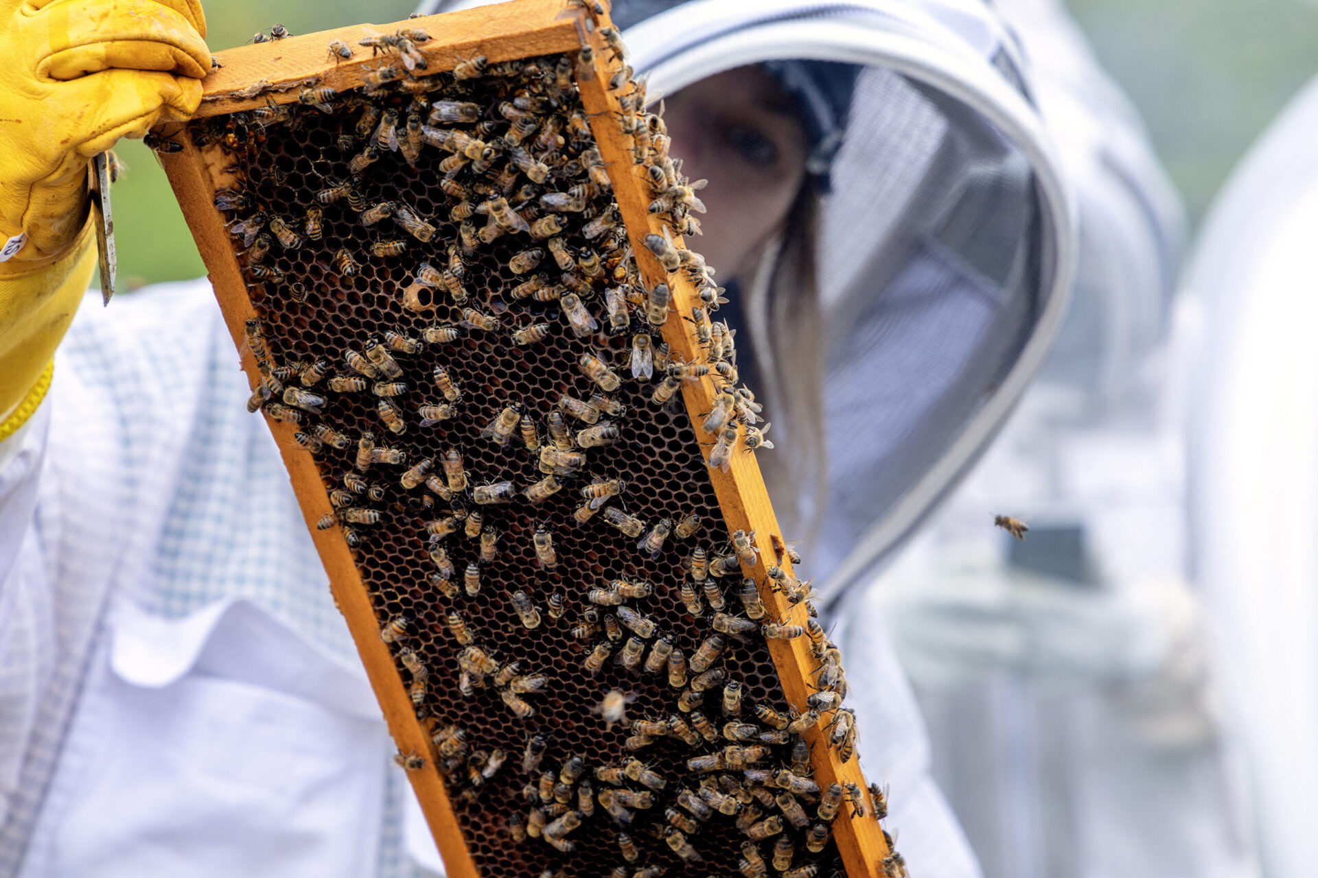 Two Hives Honey – Bee Farm Photos