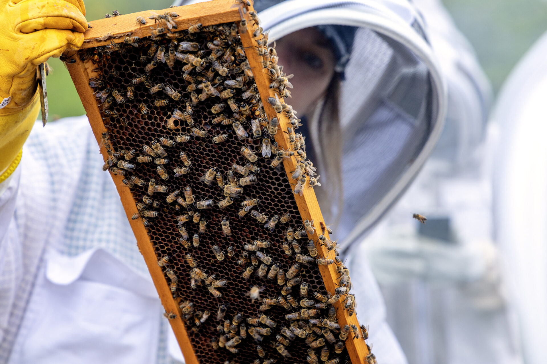 female beekeeper holding up bees from a hive