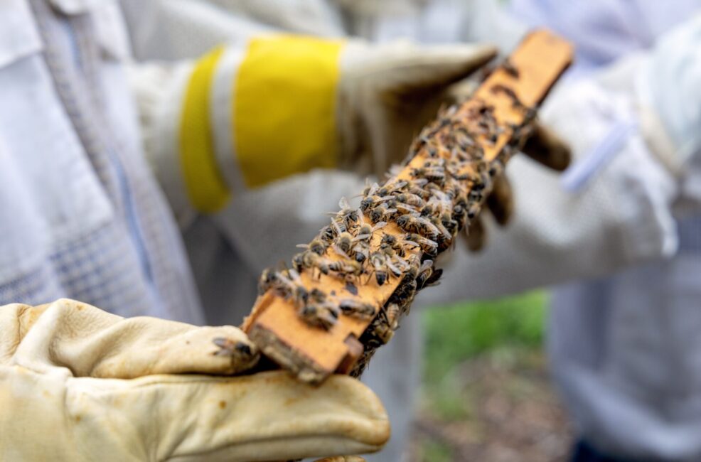 beekeeper holding hive full of honey bees