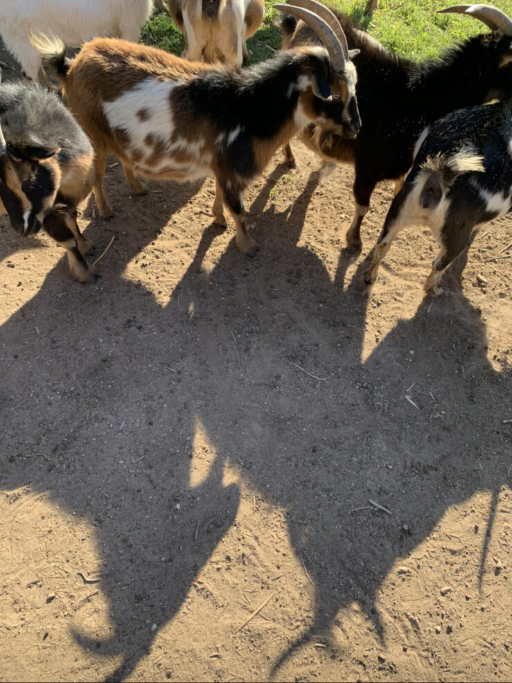 Goats at Jester King Brewery