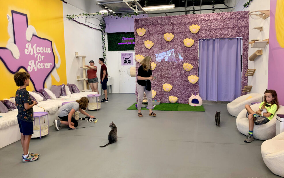 Purrfecto Cat Cafe