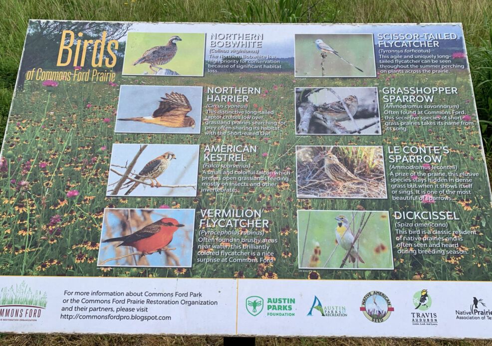 list of birds found at Commons Ford