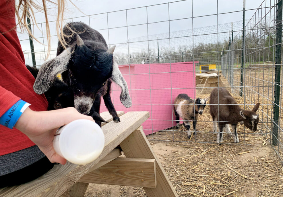 hand bottle feed baby goat