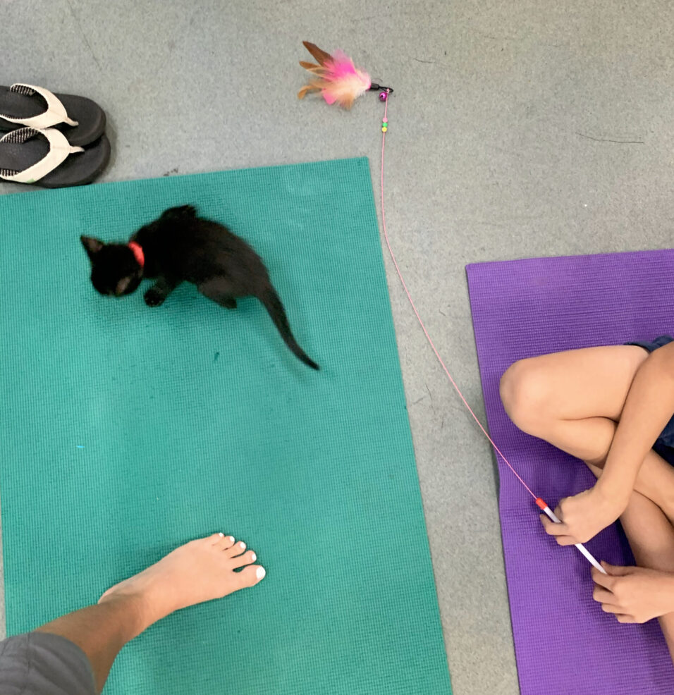 kitten yoga