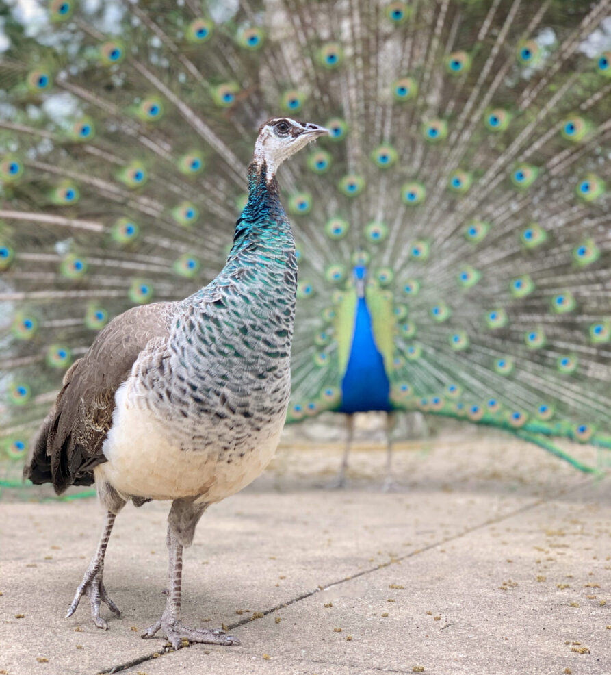 peacocks at Mayfield Park in Austin, Texas