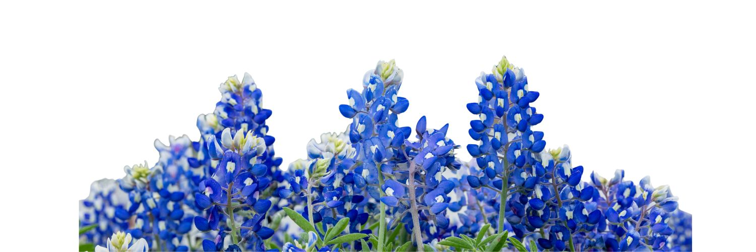 bluebonnets