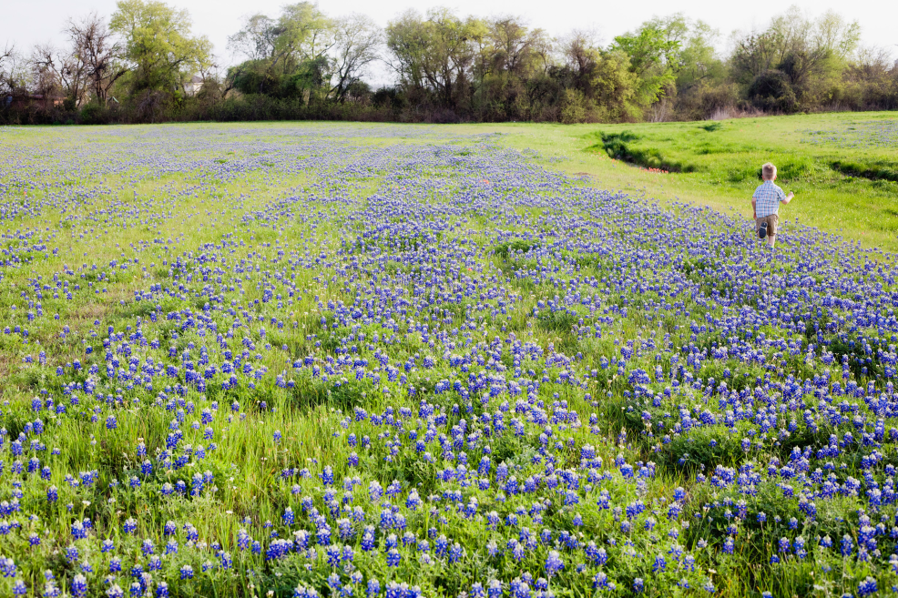 Old Settlers Park bluebonnets