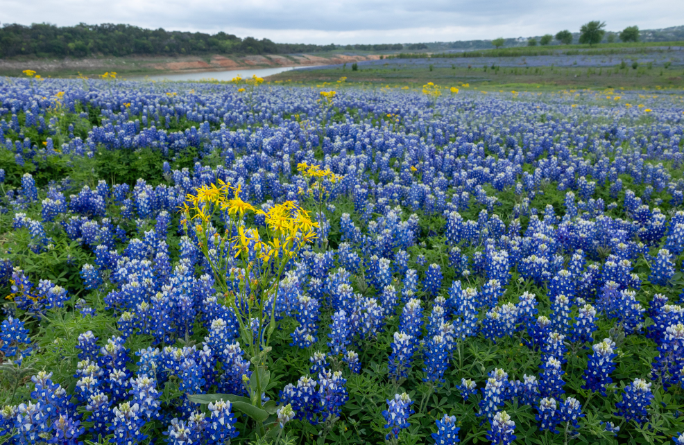 muleshoe bend rec area bluebonnet fields