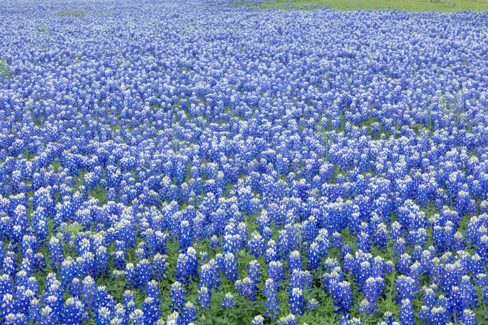 field of bluebonnets in austin