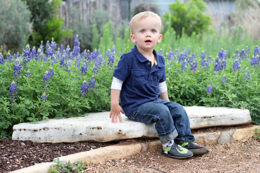 Wildflower Center bluebonnet photo
