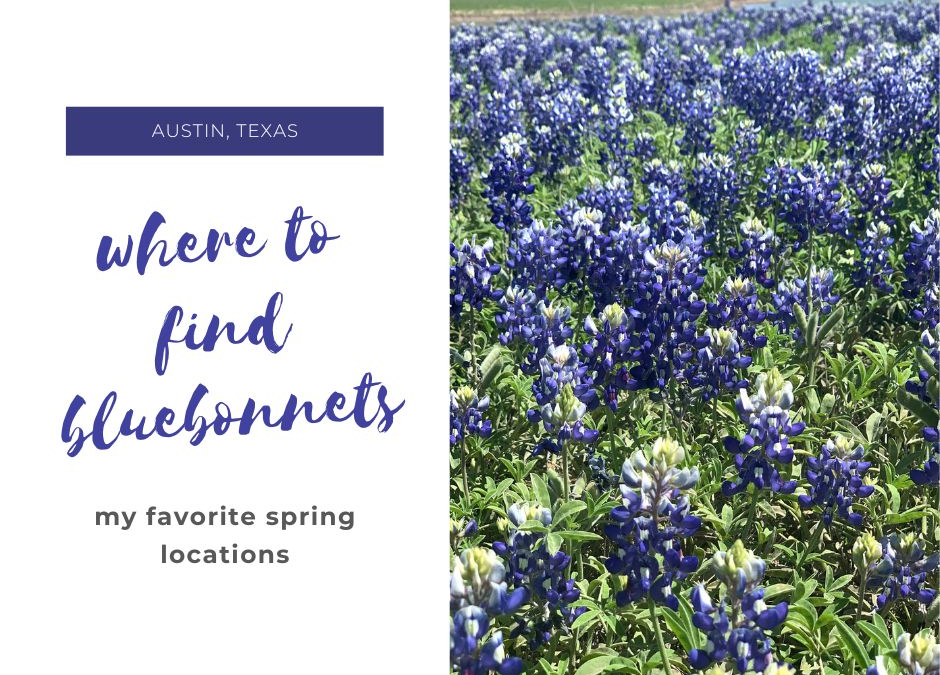 where to find bluebonnets in austin list