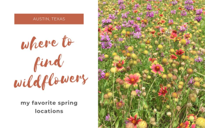 Where to find Wildflowers in Austin