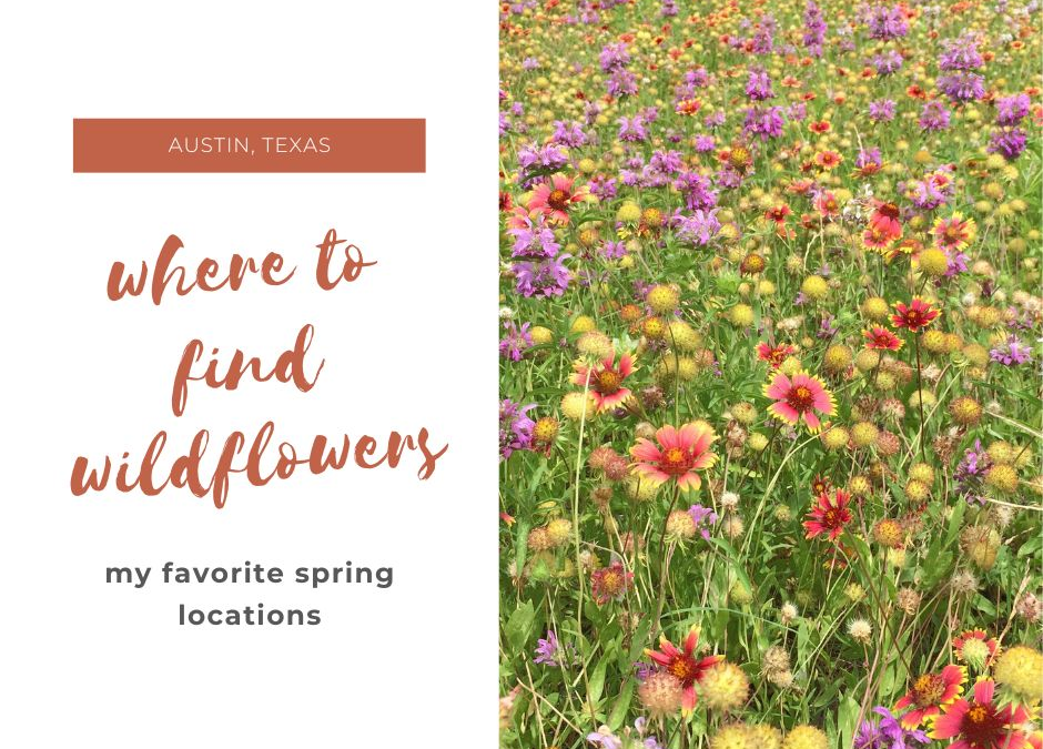 Where to find Wildflowers in Austin
