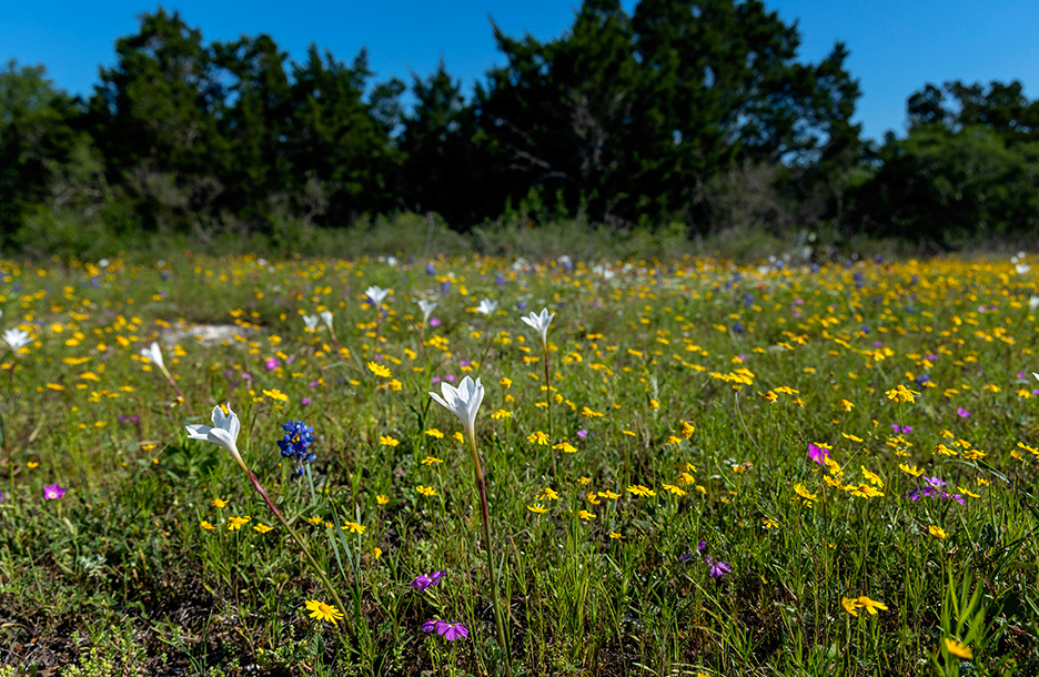 austin wildflower center field