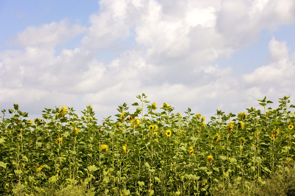 sunflower field in georgetown, texas
