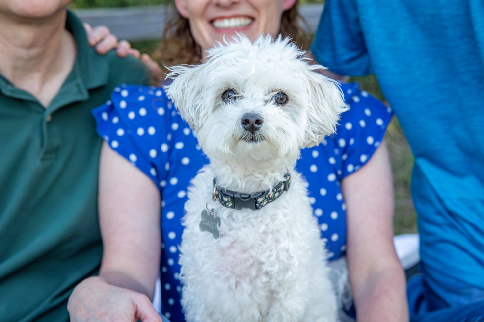 small white dog sitting on its owner's lap during a family photo session