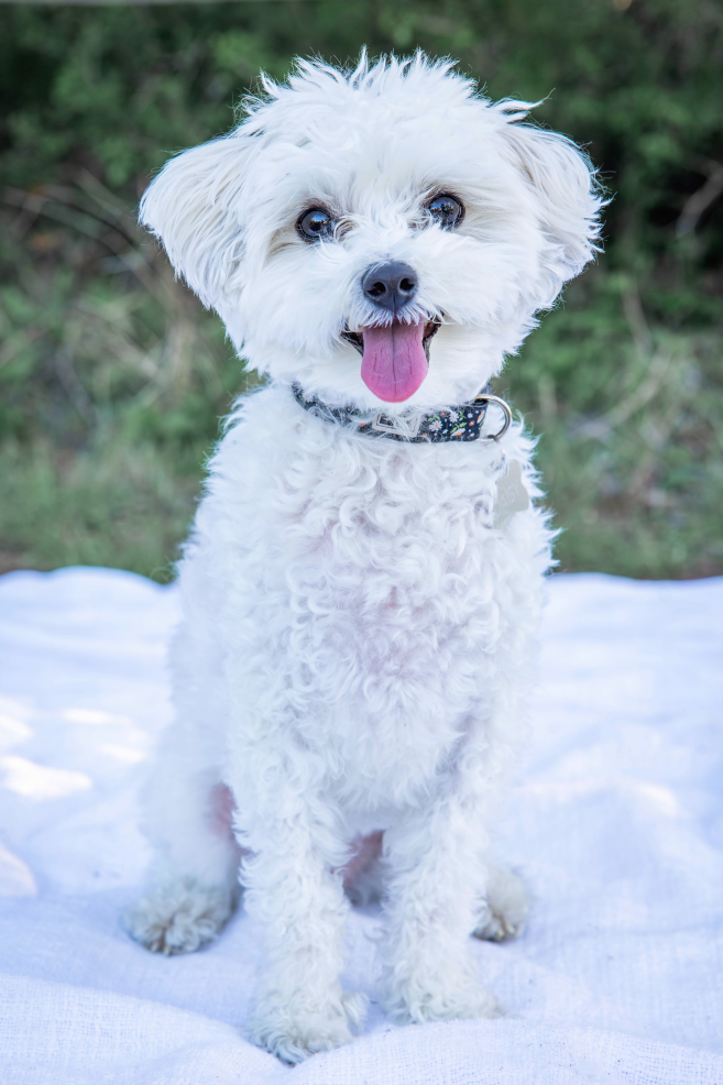dog at family photo session in austin
