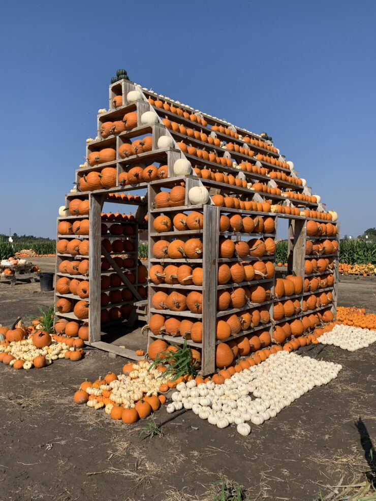 pumpkin house at sweet eats fruit farm in georgetown, tx